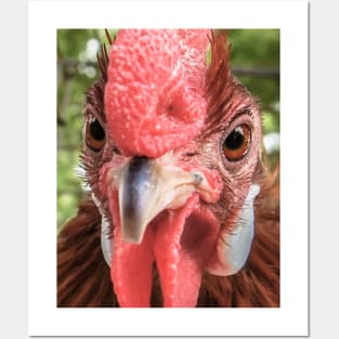 Rooster Photo Posters and Art